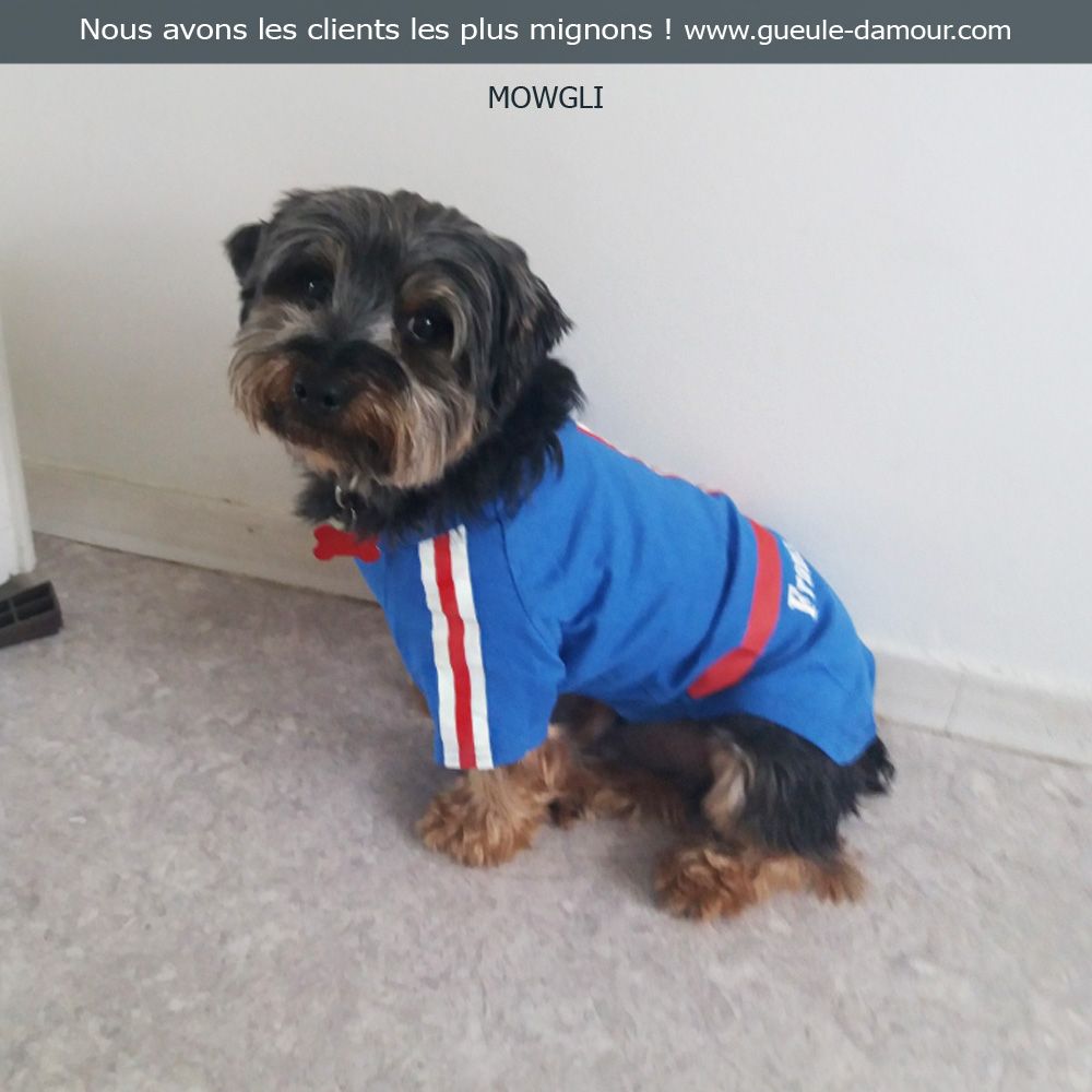 t-shirt france de foot pour chien