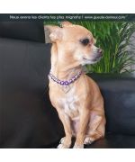 luxury dog collar