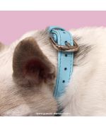 collar for chihuahua