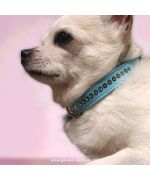 collar for chihuahuas