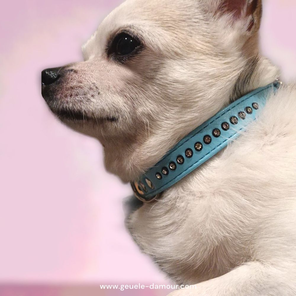 collar for chihuahuas