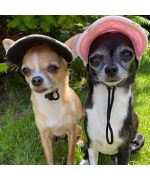 Cap for dog, rhinestone - Blue