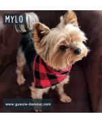 mylo petit yorkshire et son foulard