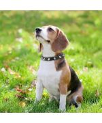 collar con tachuelas para perro pequeño