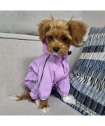 rain suit for bichon