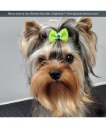 barrette for small dogs with elastic knot cheap delivery switzerland martinique guadeloupe guyane belgium