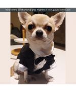 Tuxedo for animals: chihuahua, yorkshire, bichon, poodle, pug, bulldog, jack russel, dog and cat...