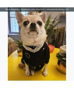 theodora chihuahua et son collier de perle