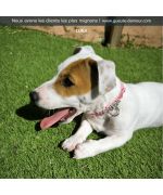 customizable dog collar
