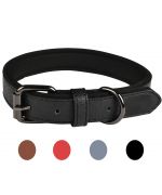 collar básico para perros