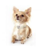 Collar chic for chihuahua, yorkshire, bichon, poodle, cocker spaniel, pekinois, cavalier king charles...