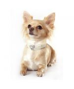Collier chic pour chihuahua, yorkshire, bichon, caniche, cocker, pekinois, cavalier king charles...