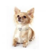 Chic collar for chihuahua, yorkshire, bichon, poodle, cocker spaniel, pekingese, cavalier king charles...