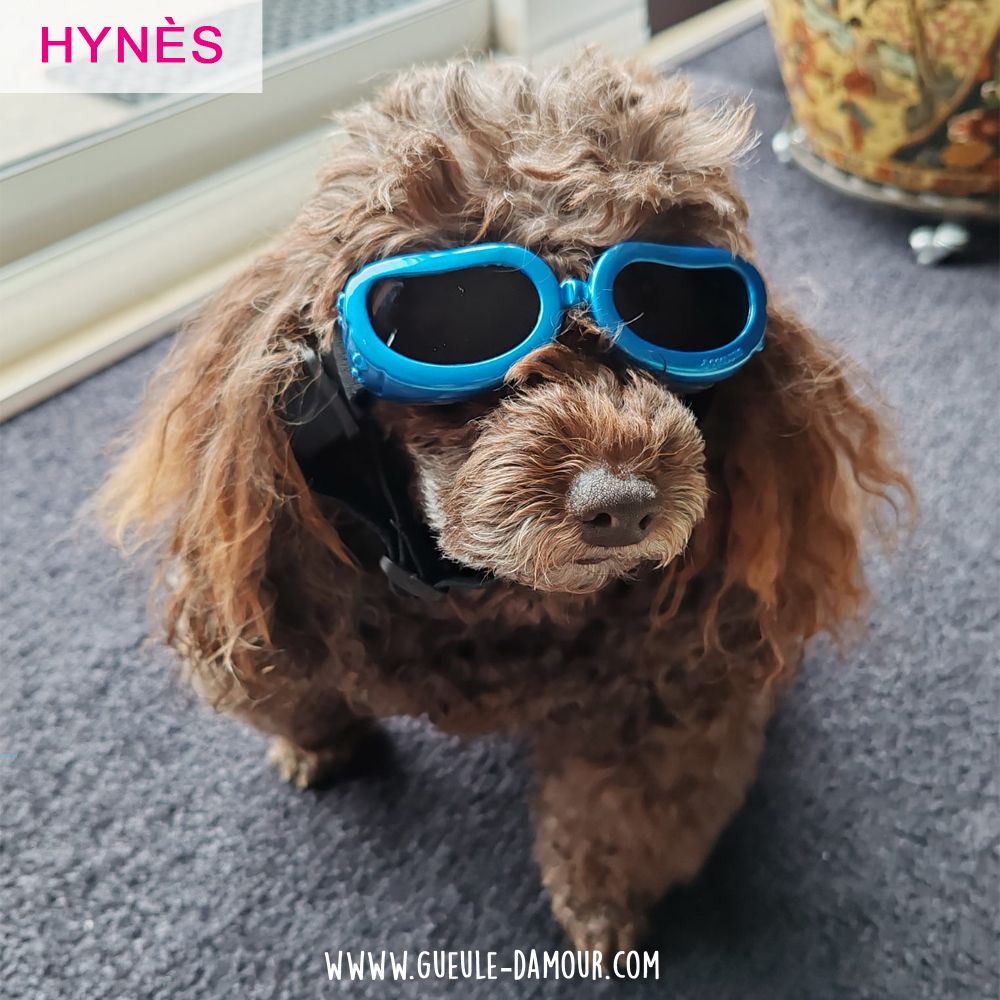 Sunglasses for small dog boutique Maw Love