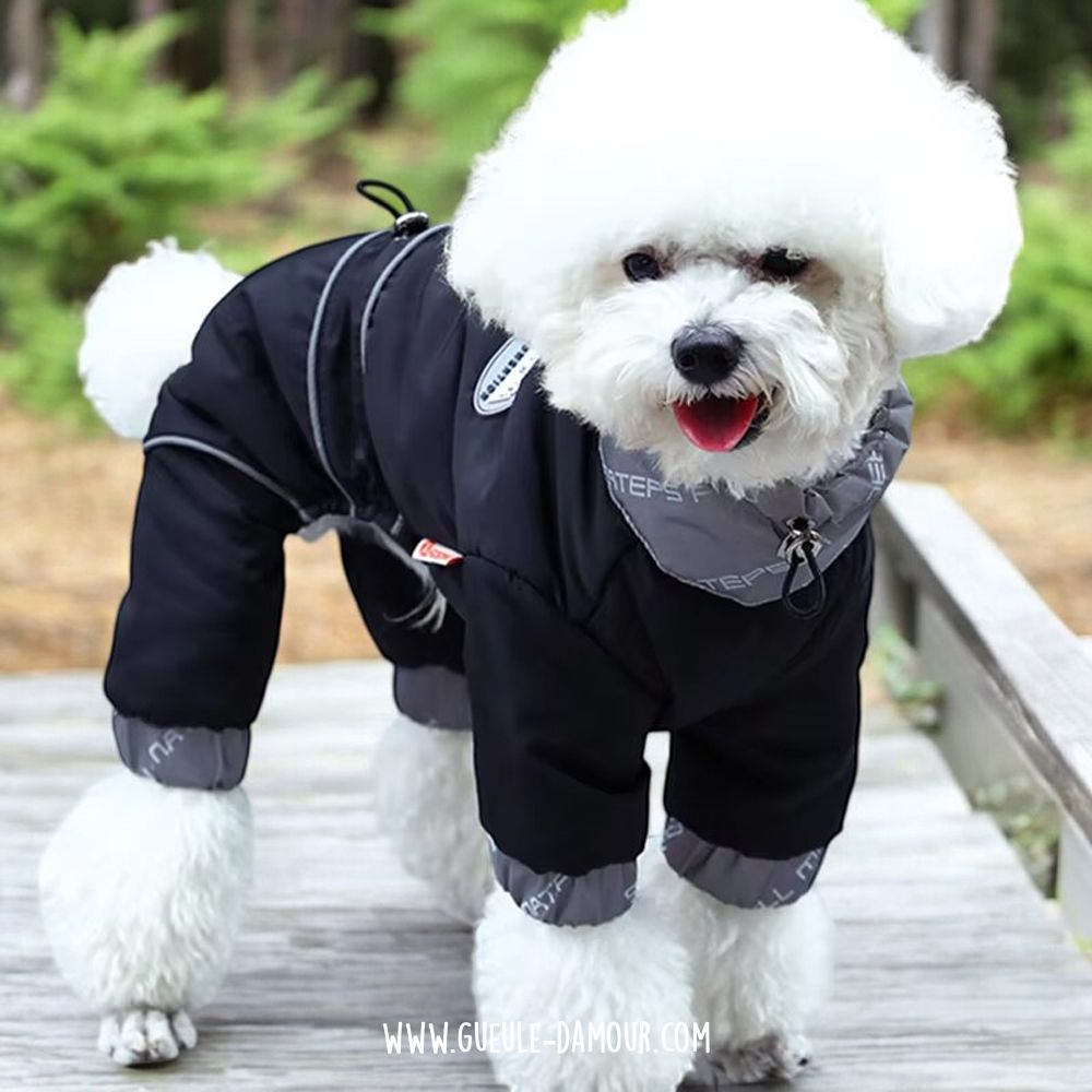 Vetements pour chien Chihuahua Bichon Shih tzu