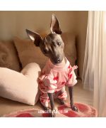 combinaison de protection pour chienne