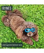Sunglasses for small dog boutique Maw Love