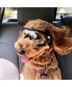 gafas de caniche