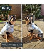 chaqueta impermeable bulldog frances