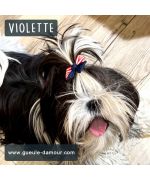 regalo-bar-perro-shitzu-york-lhasa-barato-para-navidad-cumpleanos-fete-grenoble-dijon-vichy