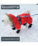combinaison de neige pour bichon maltais