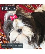 barrette pour bébé shitzu