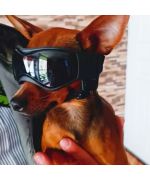 sunglasses for chihuahua