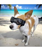 dog sunglasses at the beach