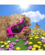 Dog glasses for the beach
