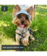 gorra para pequeño yorkshire