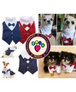 costume de marié pour chien