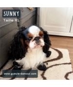 chaussures pour cavalier king charles