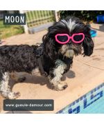 glasses for small Yorkshire dogs