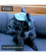 chic dog harness