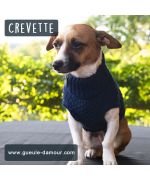 jack russel et son petit pull bleu marine torsadé