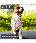 bandana pour jack russel