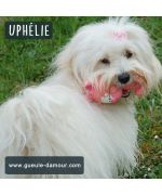 Jouet pour bichon maltais