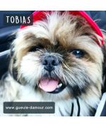 gorra para perro pequeño