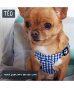 Arnés azul para perro pequeño