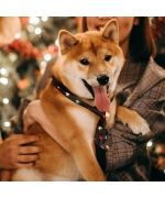 cravate de noel pour chien