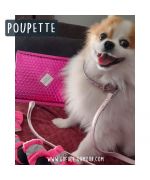 Petits chaussons pour Spitz