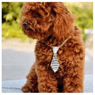 accessoire pour chien design et tendance : cravate strass, noeud papillon, collier original, bijoux colliers animaux originaux