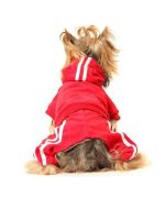 Cheap red jogging dog clothing for baby chihuahua, baby Yorkshire, puppy, kitten... at bouche d'amour