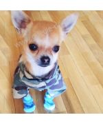 gorgeous chihuahua wearing his little camouflage shirt and his little dog socks