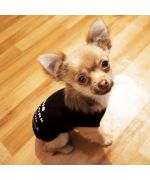 Camiseta barata para fox terrier, carli, jack russel, caniche, bichon, westie, chihuahua, yorkshire terrier