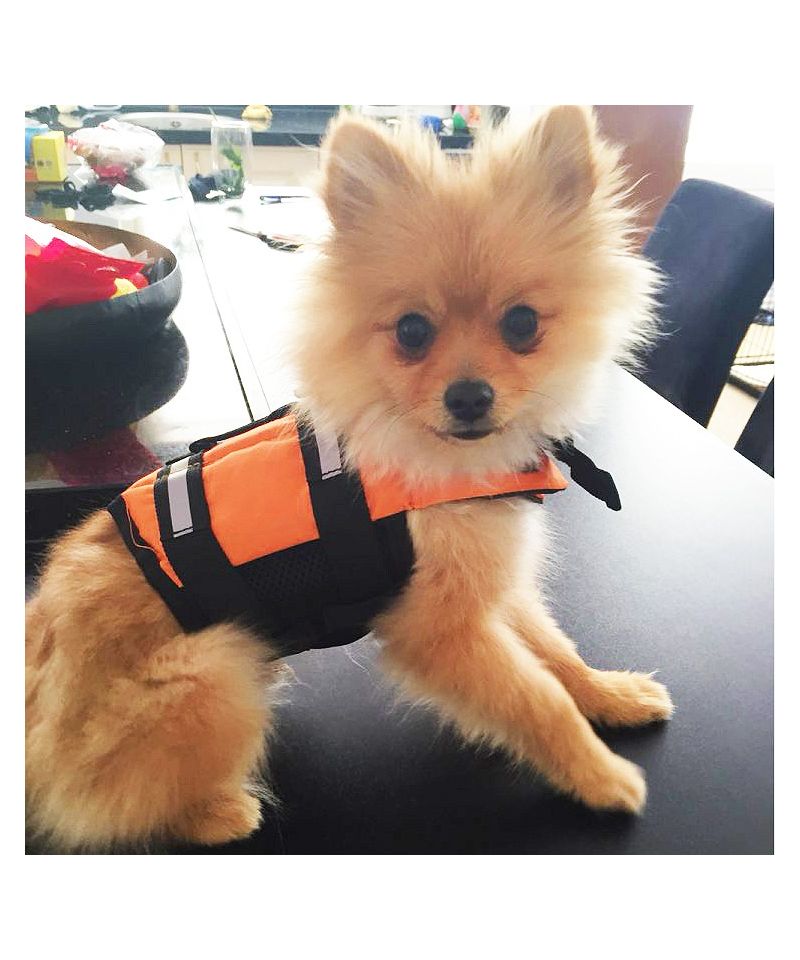 Life jacket For Dog - Jaws of Love