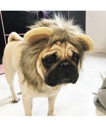 Bonnet pour chien lion