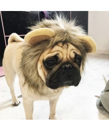 sombrero de perro con cabeza de león