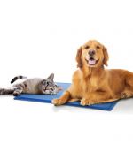 tapis rafraichissant pour chat