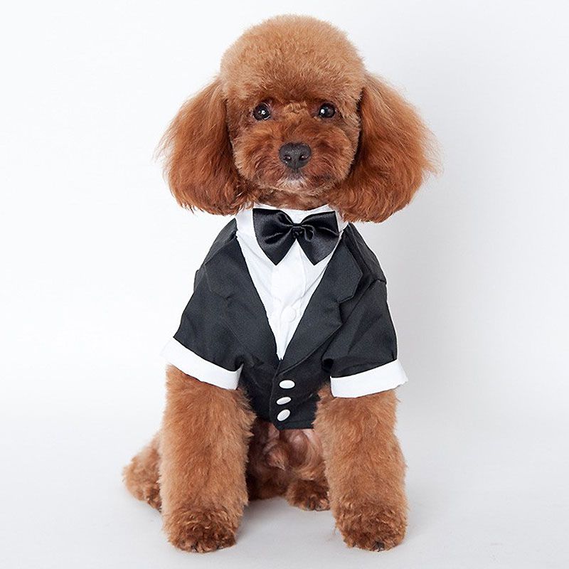 Tuxedo for animals: chihuahua, yorkie, bichon, poodle, pug, bulldog, jack russell, dog and cat ...